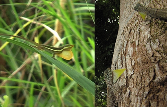 anoledraco_dewlap