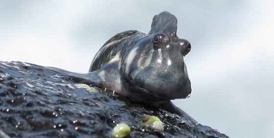 blenny mauritius