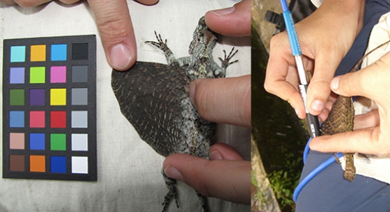 Pattern and colour analysis of Southeast Asian gliding lizards