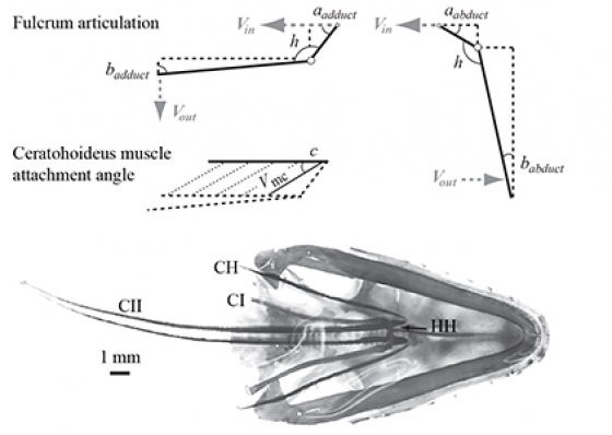 dewlap_biomechanics