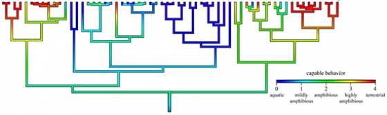 Historic reconstruction of the origins of amphibious behaviour in blenny fishes