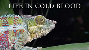 life in cold blood