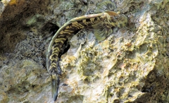 Alticus